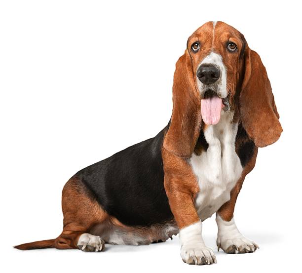 Dog Basset Hound basset hound stock pictures, royalty-free photos & images