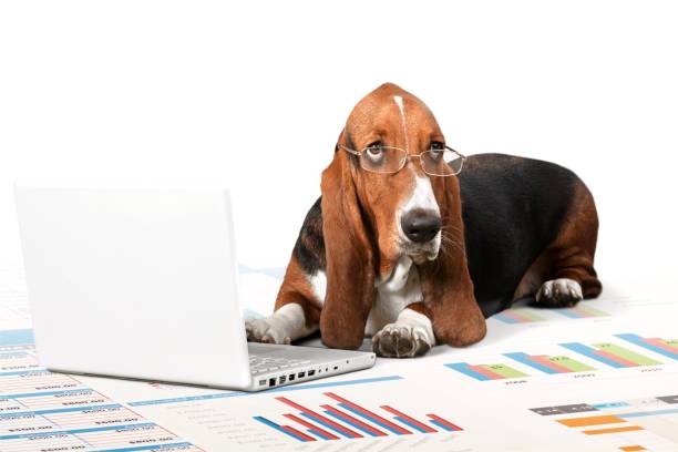 Dog. Basset Hound dog with laptop lying in studio basset hound stock pictures, royalty-free photos & images