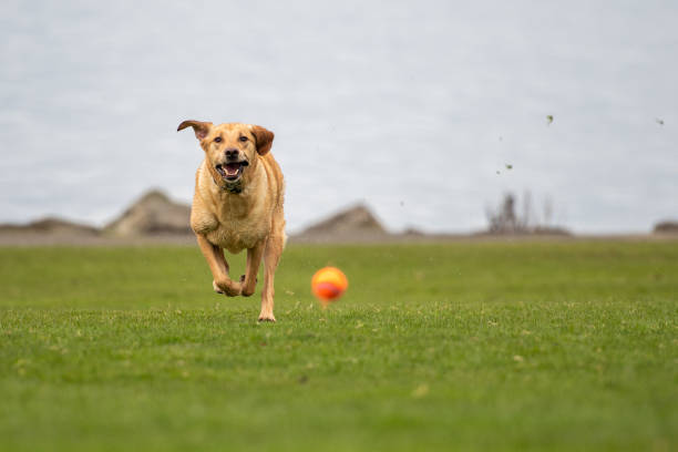 Dog Playing Catch Retriever plays catch in a park by a lake michelle tresemer stock pictures, royalty-free photos & images