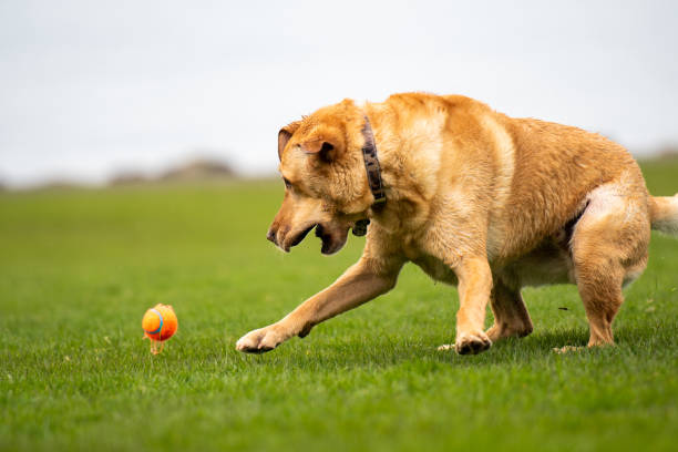 Dog Playing Catch Retriever plays catch in a park by a lake michelle tresemer stock pictures, royalty-free photos & images
