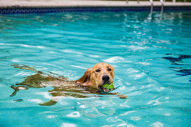 Dog In Pool Stock Photos, Pictures & Royalty-Free Images - iStock