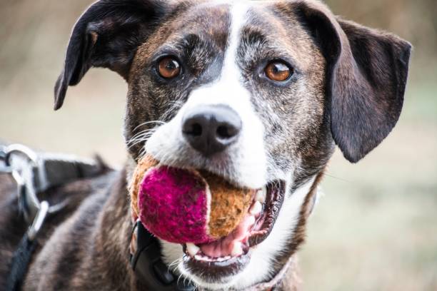 Dog playing fetch Happy dog playing fetch michelle tresemer stock pictures, royalty-free photos & images