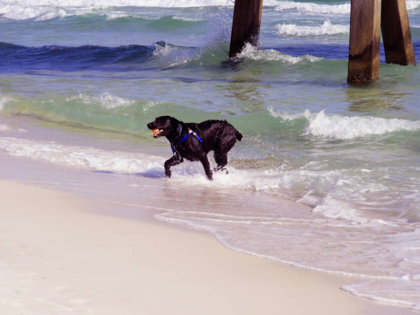 Dog playing in Ocean stock photo