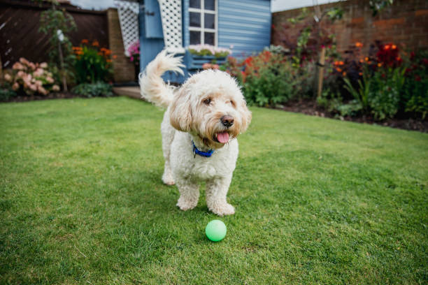 Dog Playing in the Garden A cockapoo dog plays with a ball in the garden. cockapoo stock pictures, royalty-free photos & images