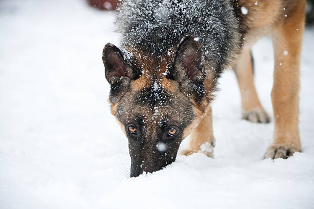 Dog (German Shepherd) Playing in the Snow stock photo