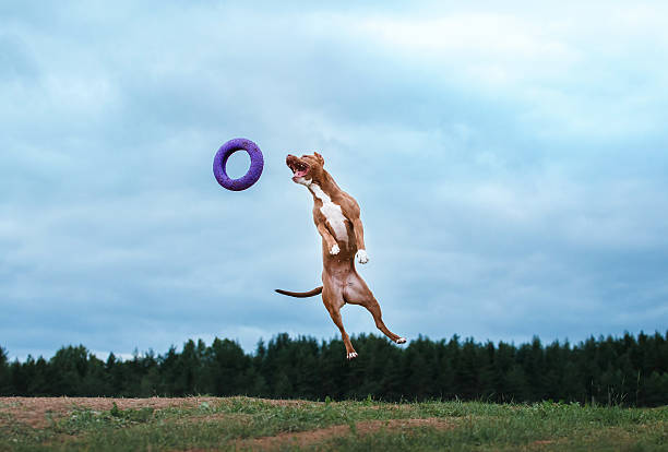 dog playing, jumping, pit bull terrier stock photo