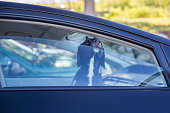 istock dog pokes its muzzle out of the car window 930568278