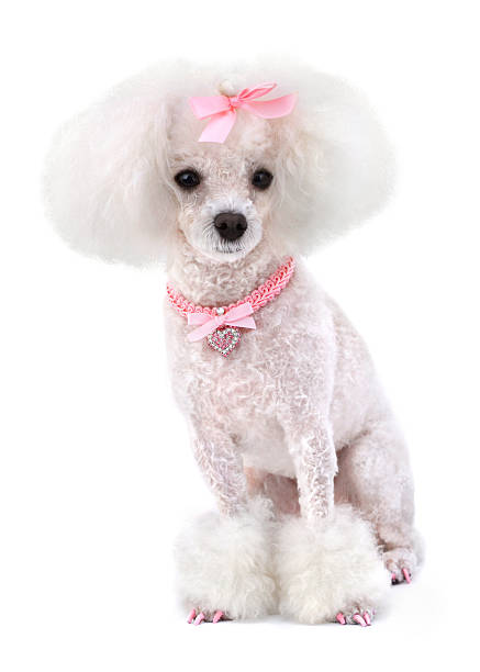 Dog Poodle Dog Poodle with Pink Bow, Collar and Nails Isolated on White. poodle stock pictures, royalty-free photos & images