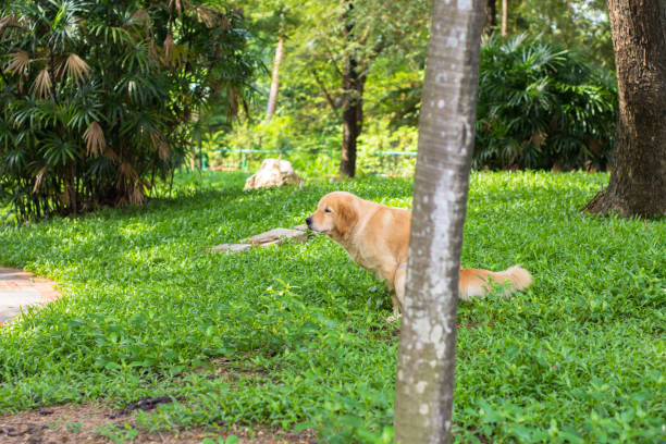 Dog (Golden Retriever) Pooping stock photo