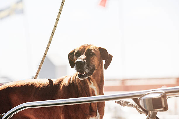 Dog portrait in a sailing boat. stock photo