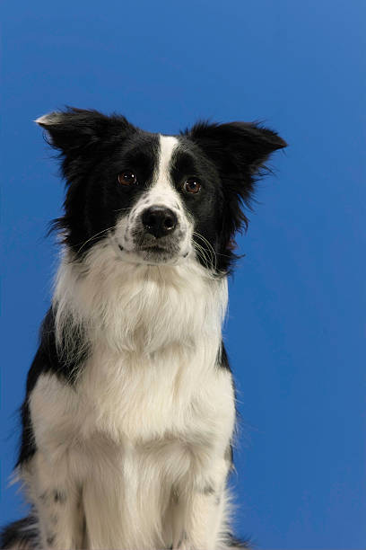 Dog Portrait on Blue Background stock photo