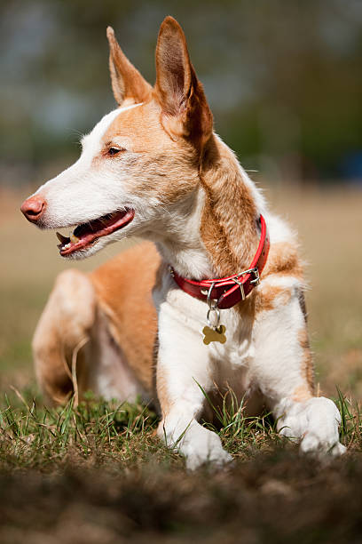 Dog portrait stock photo