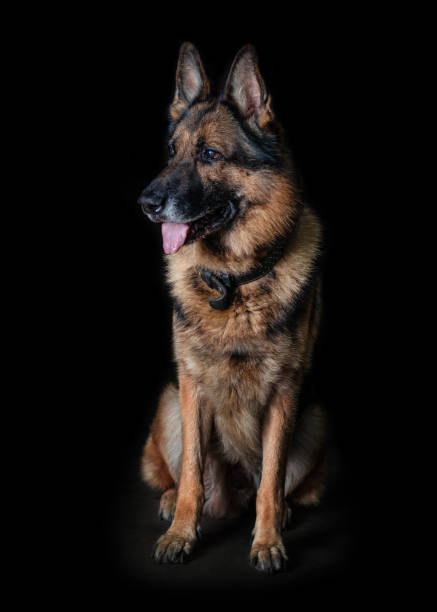 Dog posing on a black background. stock photo