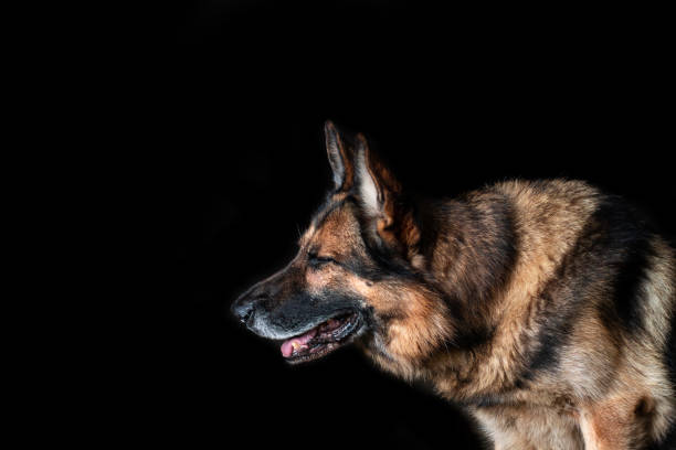 Dog posing on a black background. stock photo