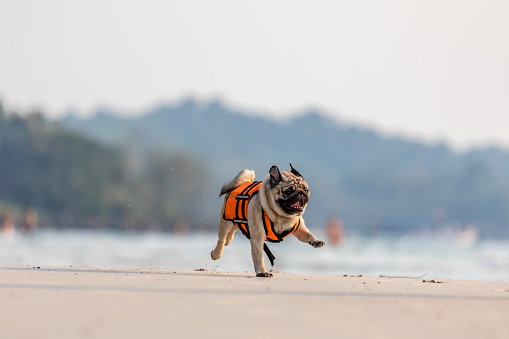 dog pug breed running on the beach with life jacket so fun and happiness,Dog vacation concept