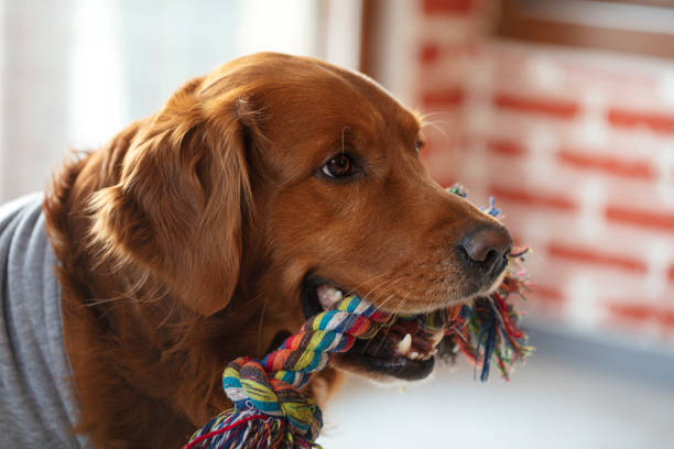 Dog pulling rope,Golden retriever and toys Dog, Toy, Rope - Crafted Object, Personal Perspective, Playful golden cocker retriever puppies stock pictures, royalty-free photos & images