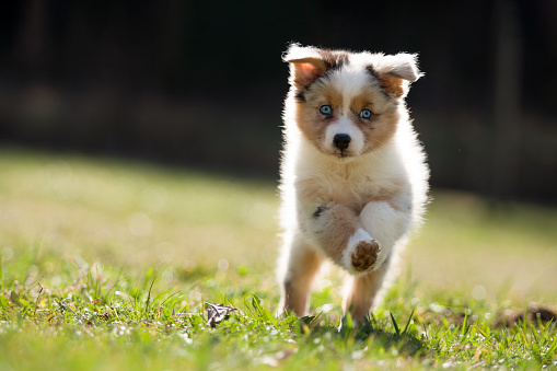 Dog, puppy 8 weeks old running , jumping over green meadow in atmospheric back light