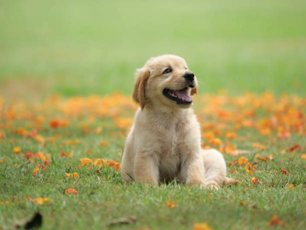 dog puppy on garden - golden retriever imagens e fotografias de stock