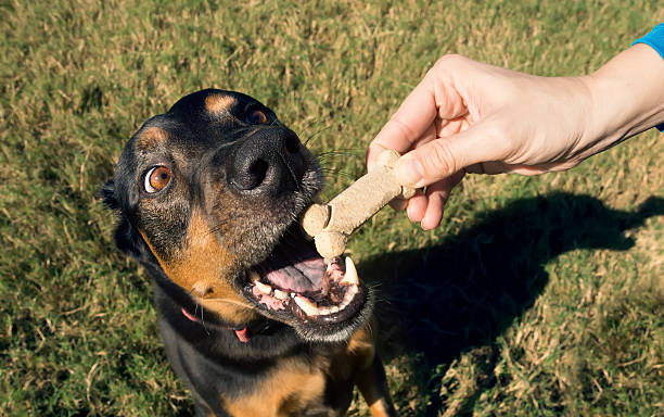 Dog reaching for a tasty bone in his hand clamped stock photo