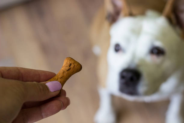 Dog receiving a treat stock photo