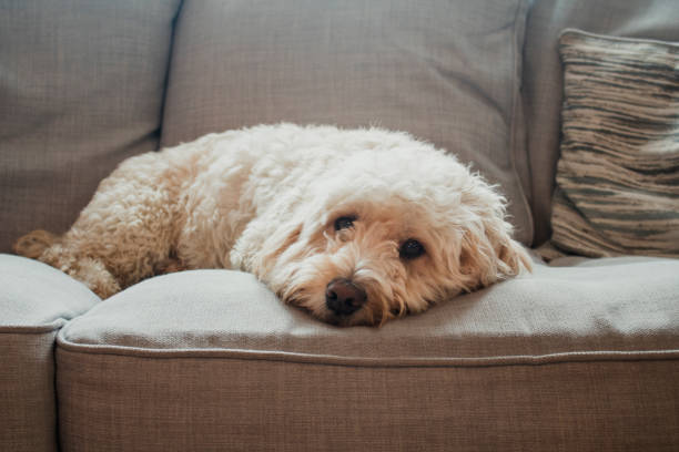 Dog Relaxing on Sofa A cockapoo dog lies down on the sofa. cockapoo stock pictures, royalty-free photos & images