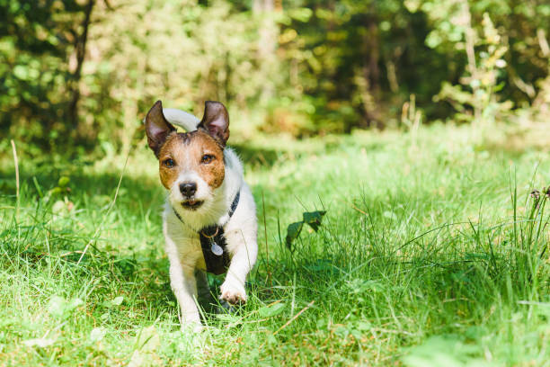 Dog running on nature trail for hikers during vacation trip in wild nature stock photo