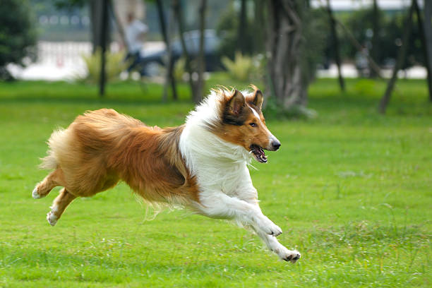 Dog running stock photo