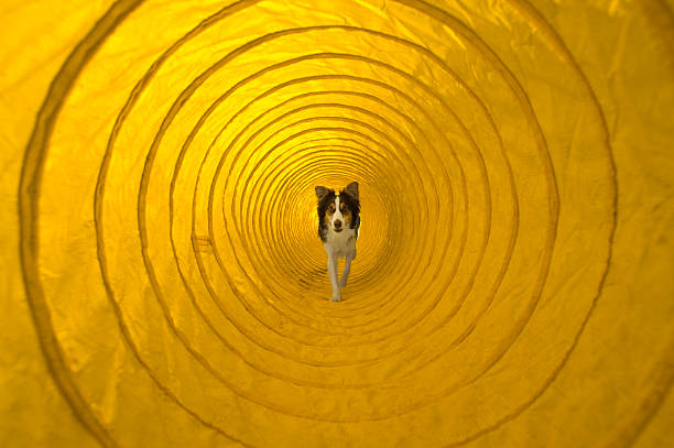 dog running through agility tunnel - agility stockfoto's en -beelden
