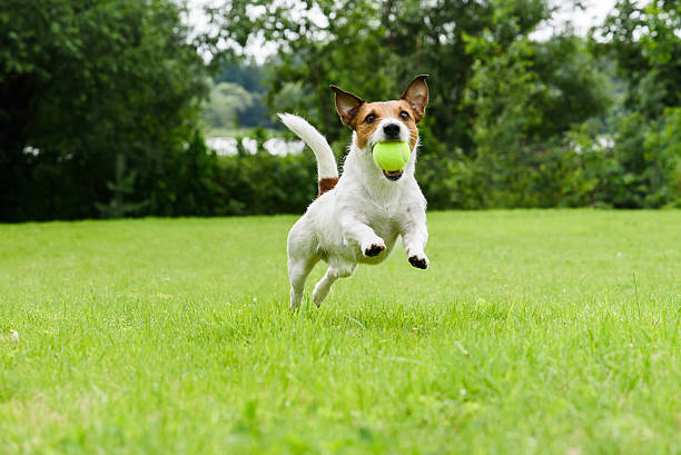 Dog running with tennis ball in mouth on camera stock photo