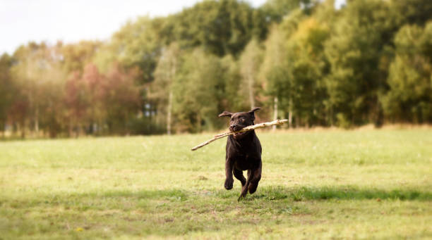 Dog running with wooden branch in his mouth in green summer evening nature stock photo