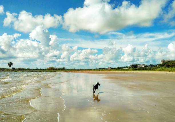 Dog Runs on a Beach stock photo