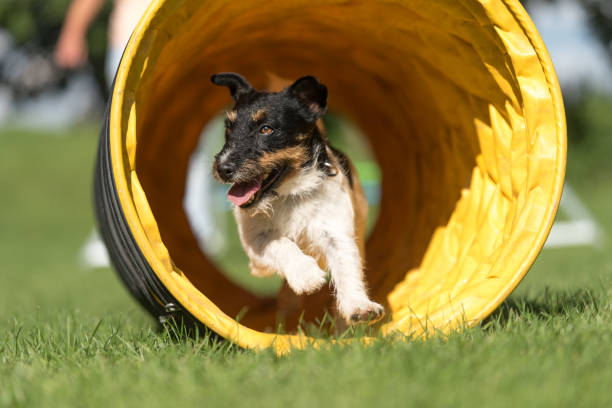 hond loopt door een agility-tunnel - jack russell terriër - agility stockfoto's en -beelden