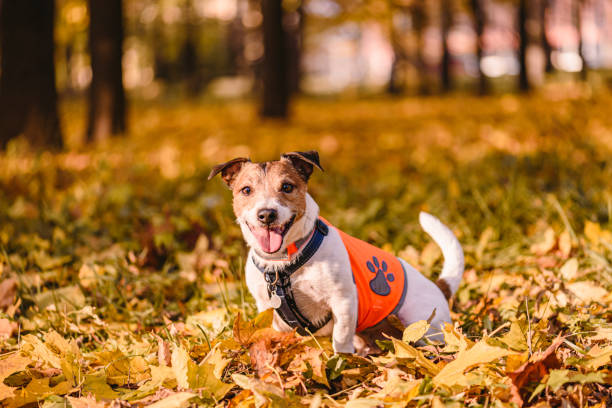 Dog safety concept with happy dog sitting in Fall park wearing orange reflective vest stock photo