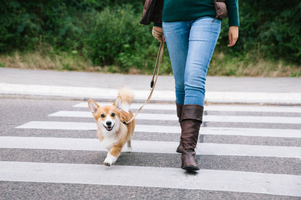 Dog safety:  dog cross the street over crosswalk stock photo