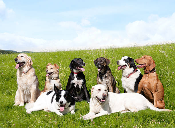 Dog School stock photo