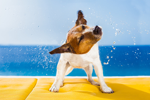 Dog Shaking Dry Stock Photo - Download Image Now - iStock