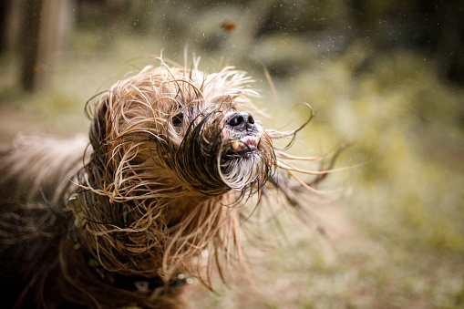 Dog shaking his wet hair.