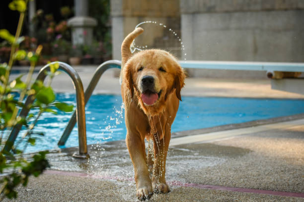 Dog (Golden Retriever) Shaking Water by Swimming Pool stock photo