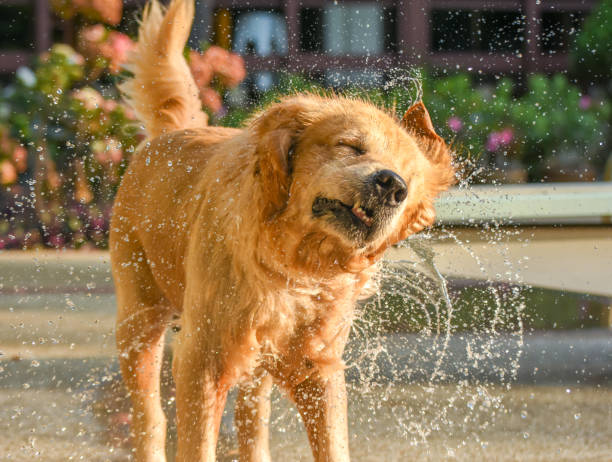 Dog (Golden Retriever) Shaking Water by Swimming Pool stock photo