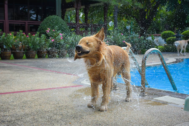 Dog (Golden Retriever) Shaking Water stock photo