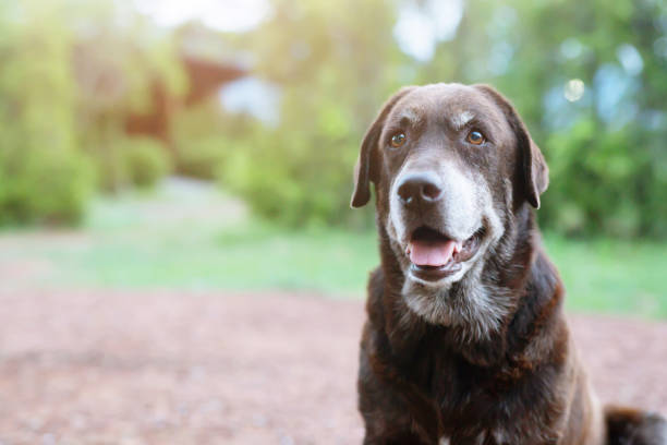 dog shy guilty är ett skydd hund hund väntar tittar upp med ensamma ögon en intensiv stirra utomhus i naturen morgon solljus. husdjur koncept. - hund bildbanksfoton och bilder
