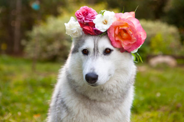 Dog siberian husky in Flower wreath stock photo