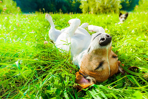 dog siesta at park jack russell dog relaxing and resting on grass meadow at the park outdoors and outside on summer vacation holidays lying down photos stock pictures, royalty-free photos & images