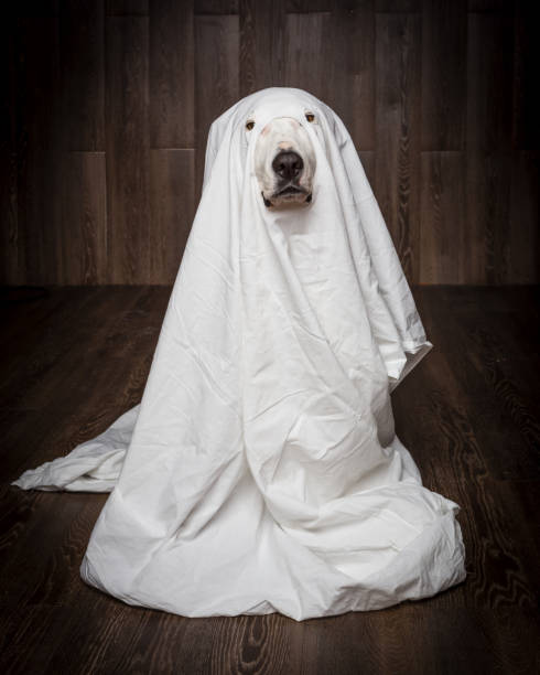 dog sit as a ghost for halloween stock photo