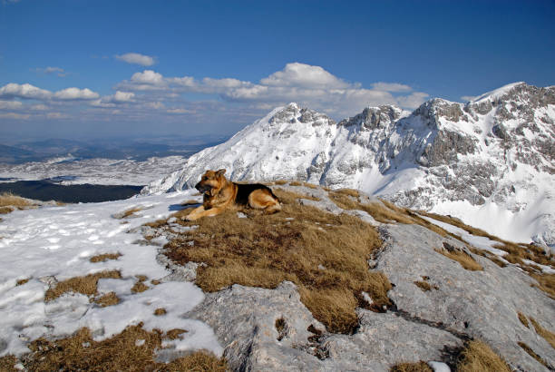 Dog siting on the Durmitor mountain top covered with snow stock photo
