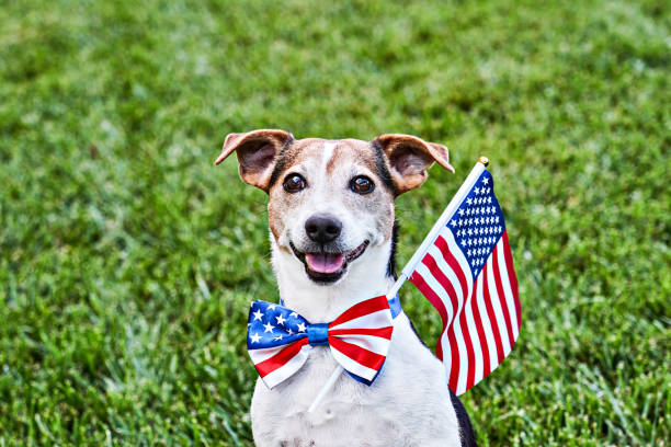 Dog sits in American flag bow tie with USA flag on green grass looking at camera. Celebration of Independence day Dog sits in American flag bow tie with USA flag on green grass. Celebration of Independence day, 4th July, Memorial Day, American Flag Day, Labor day party event national dog day stock pictures, royalty-free photos & images