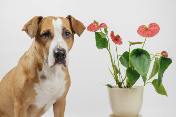 Dog sits next to a beautiful antharium flower in white background. Concept of pets and plants or allergy to domestic animals or flowers anthurium diseaces stock pictures, royalty-free photos & images