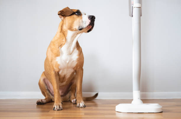 Dog sits next to a vacuum cleaner. stock photo