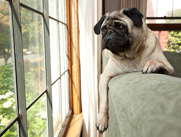 Dog sits on couch and looks longingly outside "A dog (pug breed) lies on the top of the couch and looks longingly and attentively out the window of the living room. Interior. Horizontal format, color photograph." staring stock pictures, royalty-free photos & images