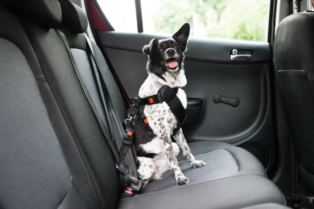 Dog Sitting In A Car Dog With Sticking Out Tongue Sitting In A Car Seat seat belt stock pictures, royalty-free photos & images